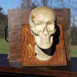 Antique Mortuary Facial Reconstruction Skull